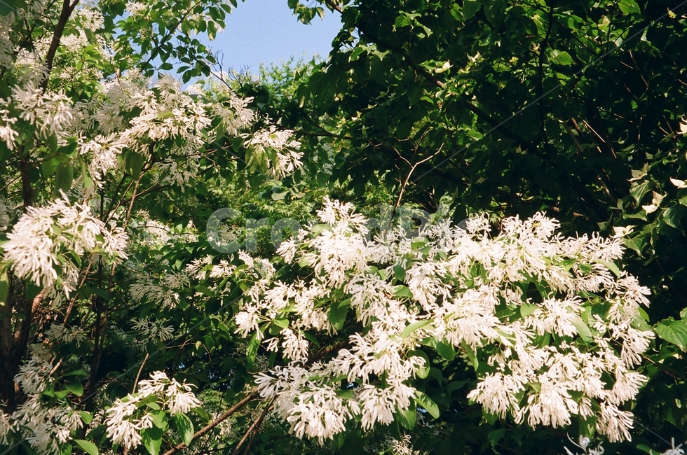 꽃,여름,자연,하얀꽃,화이트,flower