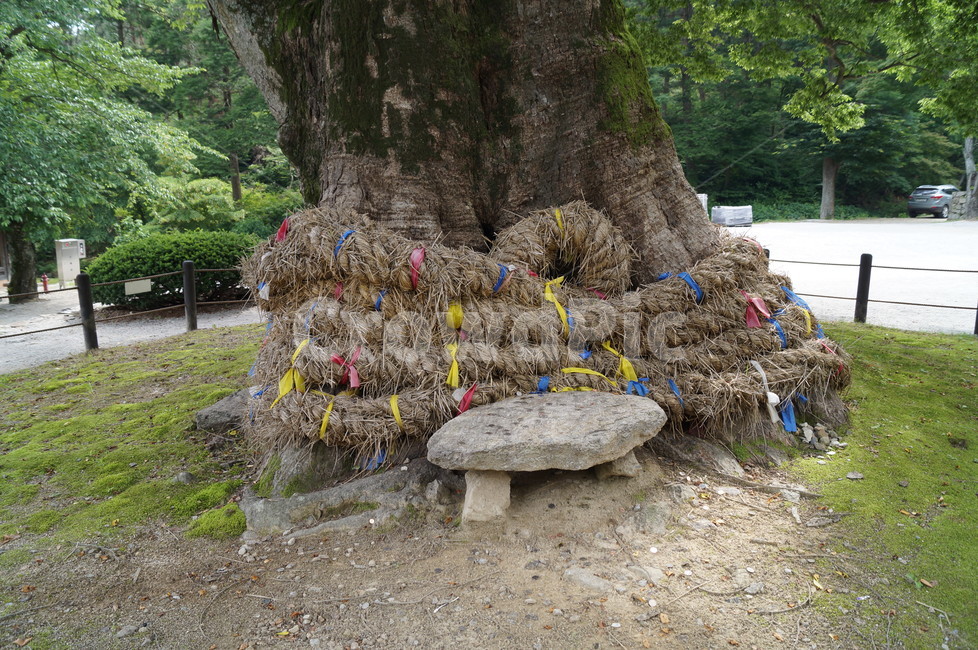 당산나무,당산제,느티나무,전통,문화,계승,식물,자연,plants,nature,나무,trees,wood