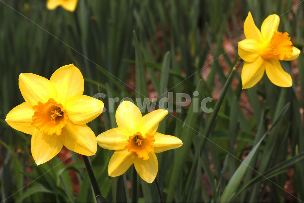 plant,blossom,flower,꽃,daffodil,수선화,식물,자연,plants,nature,꽃,flower