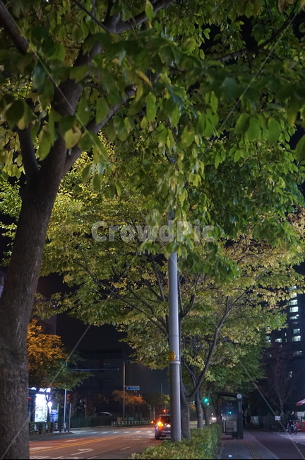 tree,나무,plant,식물,초록색,나무,trees,wood