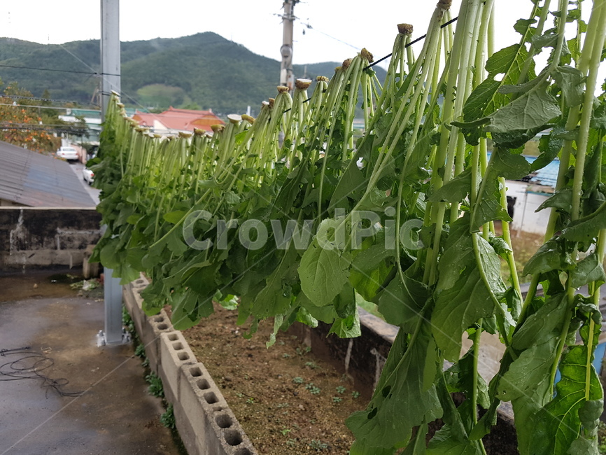 수확,채소,씨레기,씨레기말리기,무청,채소,야채,vegetables