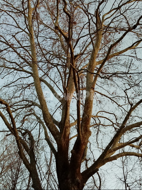 나무,나무줄기,나무가지,식물,tree,treetrunk,plant,하늘