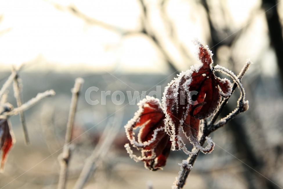 서리,마른나무,겨울아침,기다림,눈꽃,겨울,계절,winter,season,식물,자연,plants,nature