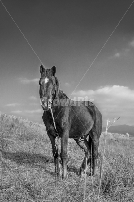 제주말,조랑말,금오름,금악오름,horse,동물,animal,포유류,mammal