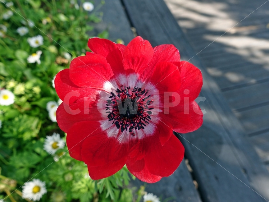 양귀비꽃,꽃,오브젝트,flower,poppy,양귀비,빨강,빨간색,레드,red,클로즈업,closeup,잎,꽃잎,아름다운,beautiful,뷰티,마약,진통제,환각,조심,위험,아편,drug,식물,자연,plants,nature,꽃,flower