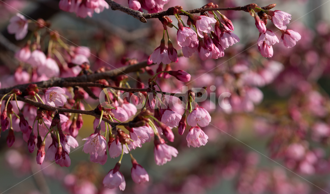 벚꽃,봄꽃,꽃,계절,season,봄,spring,cherryblossoms,꽃축제,봄날,화려한,예쁜,가로수,자연,벚꽃축제,수수한,나무,연분홍색,핑크색,바탕,공원,정원,봄하늘,flower,nature,garden,beautiful