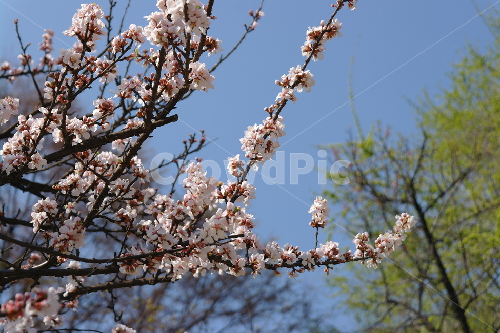 자연,풍경,꽃,하늘,풀,봄,계절,spring,season,식물,자연,plants,nature,꽃,flower,plant,blossom,cherry blossom,벚꽃