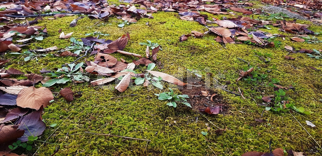 이끼,식물,낙엽,잎,풀,가을,가을,계절,fall,autumn,season,식물,자연,plants,nature