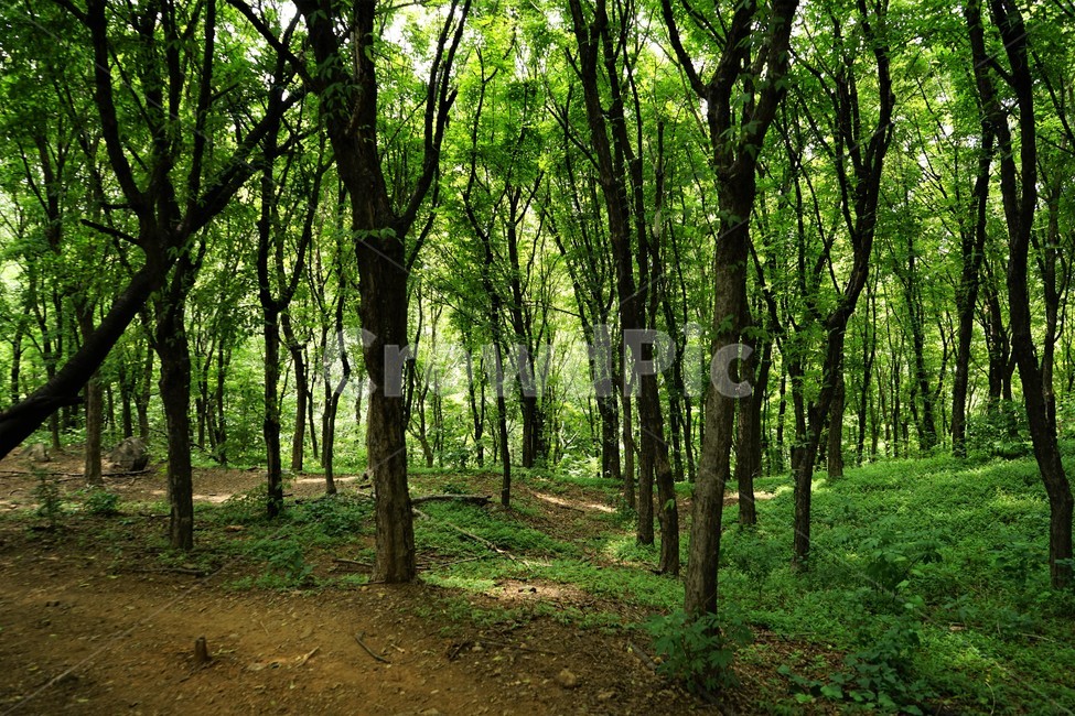 숲,자연,그늘,나무,녹음,녹색,forest,nature,shodow,trees,green,힐링,휴식,시원함,고요함,healing,relaxation,cool,calm,forestbathing,freshness,자연,풍경,nature,landscape,식물,plants,나무,trees,wood,vegetation,초목,plant,tree,outdoors,옥외,land,땅,woodland,삼림지,grove,작은 숲
