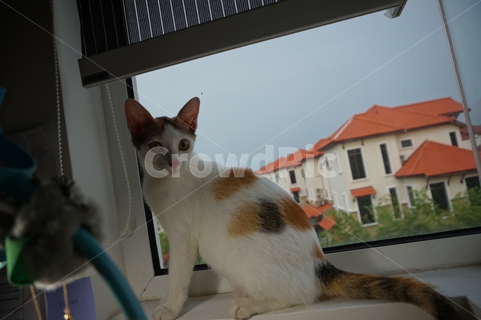 penang,cat profile,cat,window,malaysia