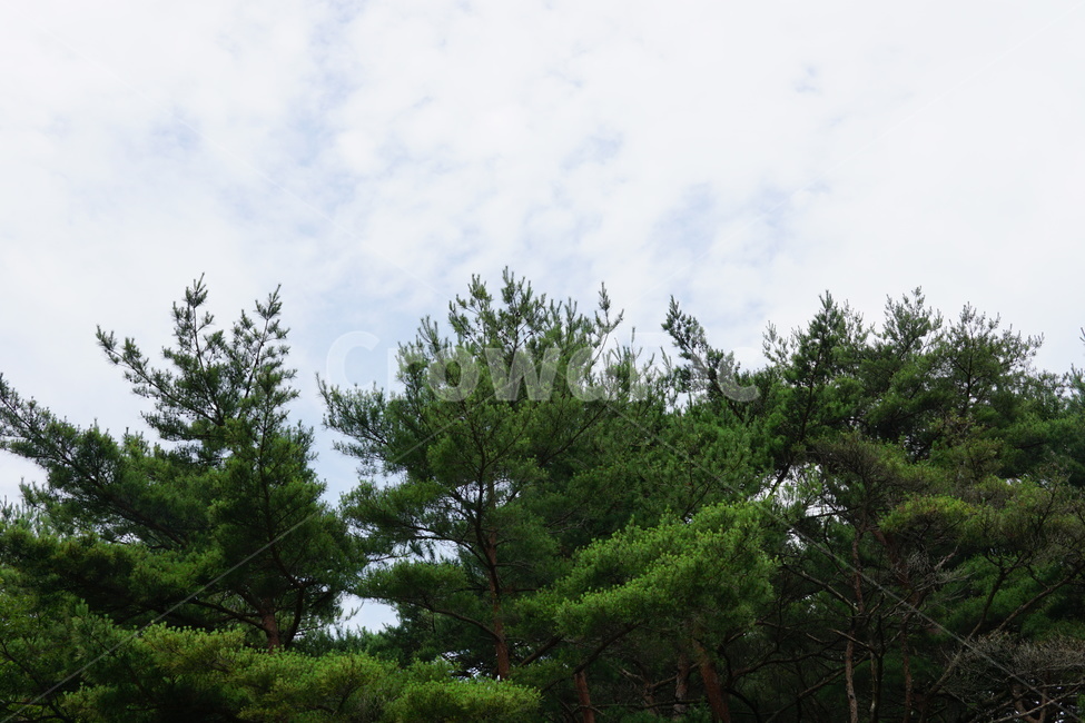 여름,숲,나무,녹색,연두색