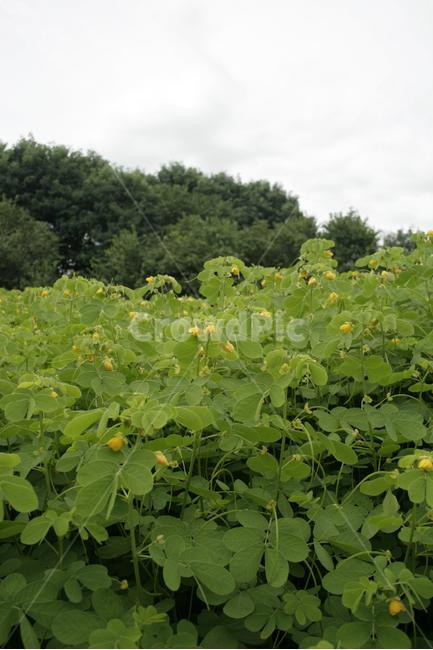 식물,flower,plants,nature,꽃,꽃봉오리,꽃밭,초록,식물,자연,plants,nature