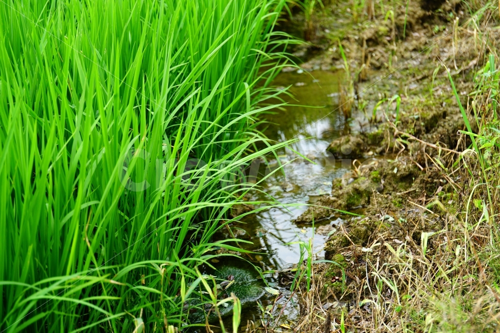 시골,농촌,벼,보리,논,밭,곡식,쌀,농사,모내기,여름,식물,자연,nature,country,경작,경작지,풀,풀잎,이파리,토지,흙,땅,물,water,한국,korea,풍경,힐링,힐링사진,감성,감성사진,그린,green,녹색,환경,landscape,이삭,농업,농산물,농작물,농작,추수,가을,재배,수확,생산,식사,요리,레시피,cook,식자재,식재료,식품,식료품,신토불이,건강,한국적,한국적인,autumn,9월,농부,느낌,분위기,컨셉,콘셉,concept,스냅,스넵,스냅사진,스넵사진,snap,푸른,푸르다,푸름,rice,식량,주식,farm,농지,벼농사,쌀농사,asia,아시아,동양,동양적,동양적인,명절,추석,추수감사절,snapshot,한국자연,한국의자연,시골,마을,풍경,landscape,country,rural,town,식물,자연,plants,nature