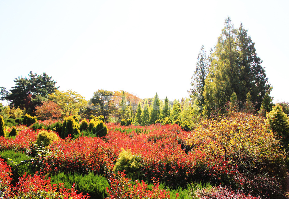 태안,홍가시나무,풍경,하늘,일상,감성,꽃,붉은꽃,수목원,봄,나무,자연,풍경,nature,landscape,tree,plant,식물