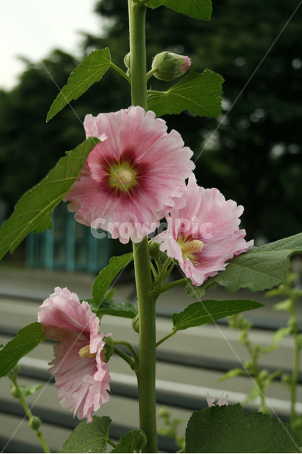 접시꽃,식물,flower,plants,nature,꽃,꽃봉오리,식물,자연,plants,nature,꽃,flower
