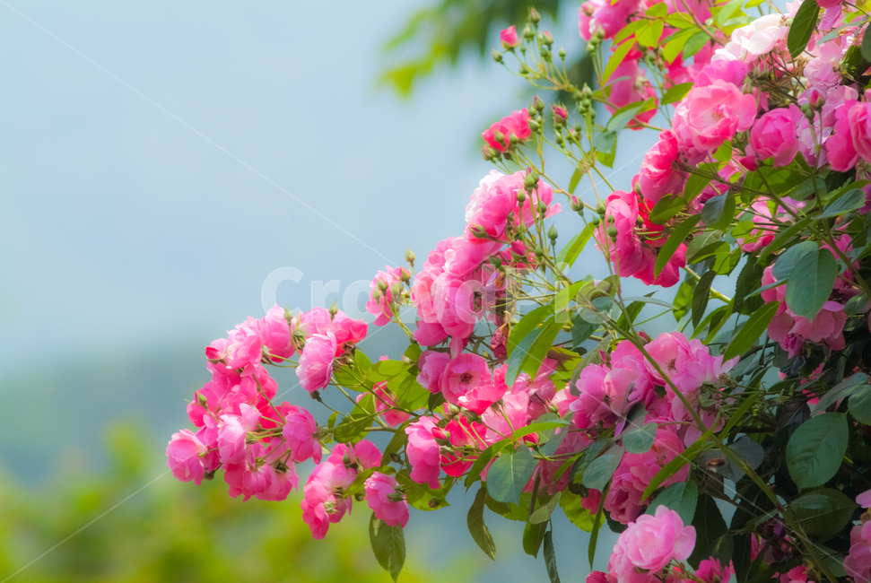 장미꽃,꽃,열정,여름,식물,아름다움,식물,자연,plants,nature,꽃,flower