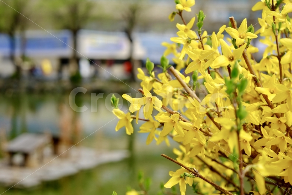 봄,개나리,꽃,식물,자연,풍경,봄날,따뜻한,식물,자연,plants,nature,봄,계절,spring,season,꽃,flower,plant