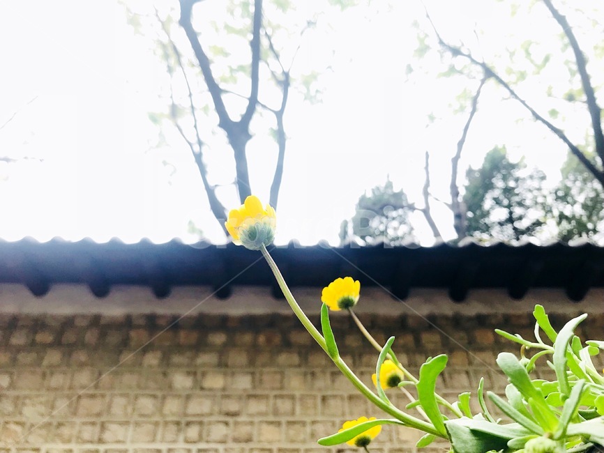 plant,식물,up,yellow,봄,새싹,바라봄,궁궐,담장
