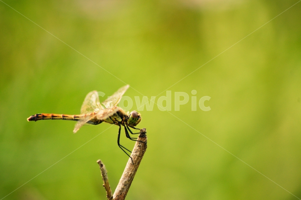 잠자리,아웃포커싱,초록색,곤충,망원,동물,animal,곤충,벌레,insect,bug