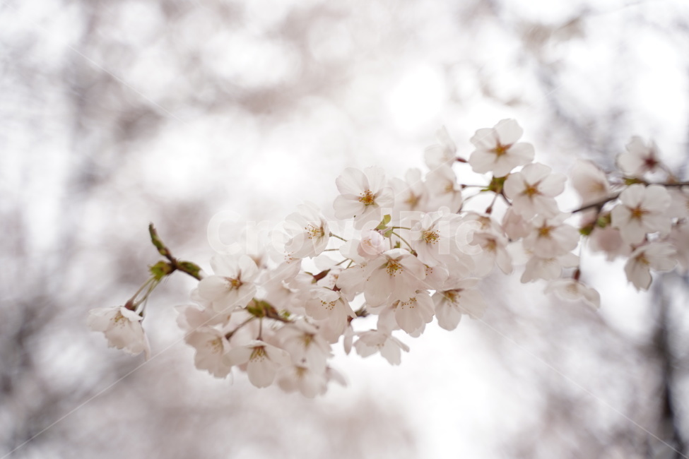 벚꽃,벚꽃나무,꽃,벚꽃개화,벚꽃송이,봄,계절,spring,season,plant,식물,blossom,flower