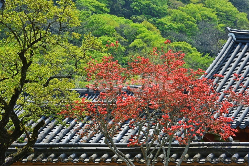 roof,지붕,장성,백양사,백양사봄,연두색,plant,식물,tree,나무,nature,자연,outdoors,옥외,철쭉,철쭉꽃