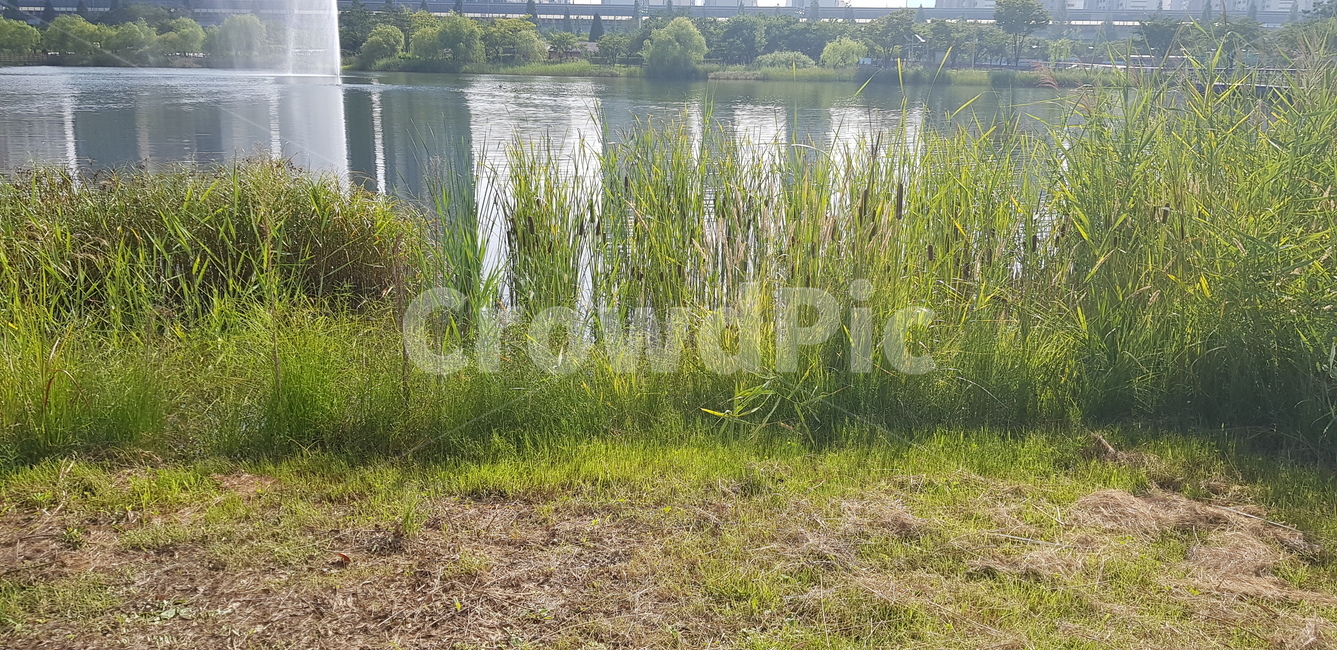 호수,갈대,억새,풀,잔디,흙,자연,물,풍경,자연,풍경,nature,landscape,outdoors,옥외,water