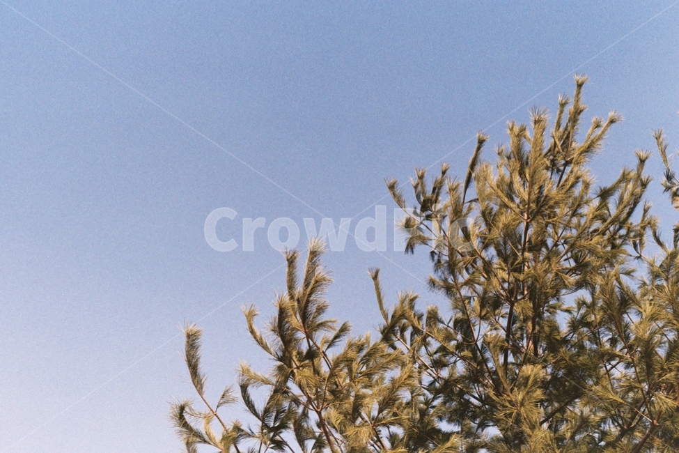 나무,하늘,감성,하늘감성,필름,필름카메라,소나무,침엽수,자연,풍경,nature,landscape,tree,plant,식물