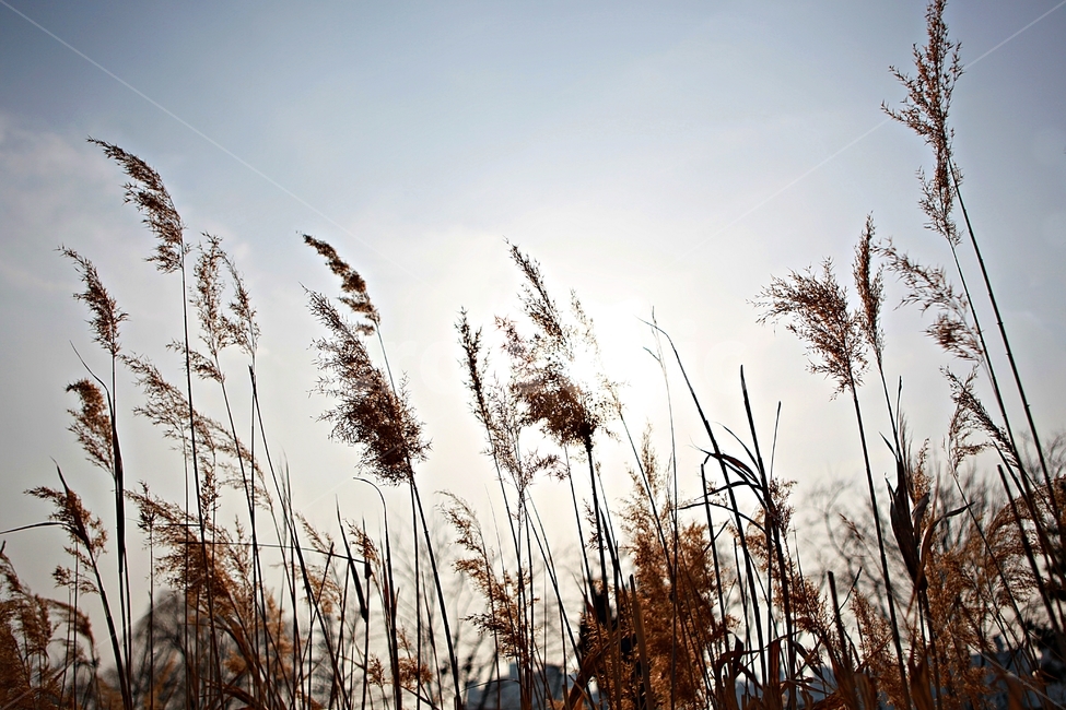갈대,식물,자연,풍경,배경,풍광,하늘,가을,계절,fall,autumn,season,자연,풍경,nature,landscape,grass,잔디,plant,lawn,reed
