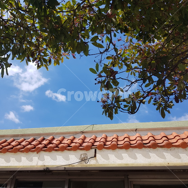 시골,명절,추석,기와,가을,여름,풍경,자연,시골집,roof,지붕