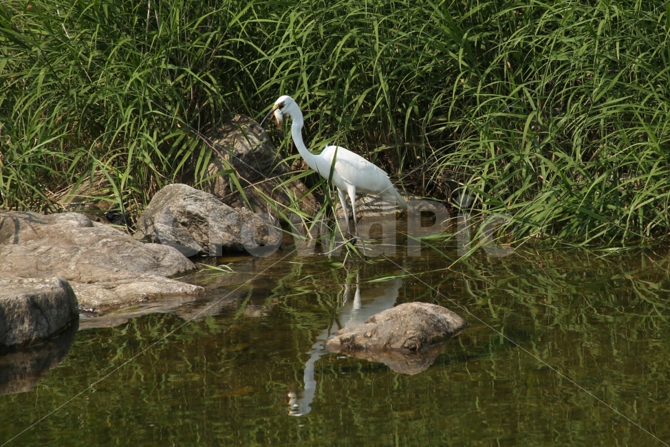 새,먹이,동물의세계,계울,사냥,동물,animal,조류,새,birds
