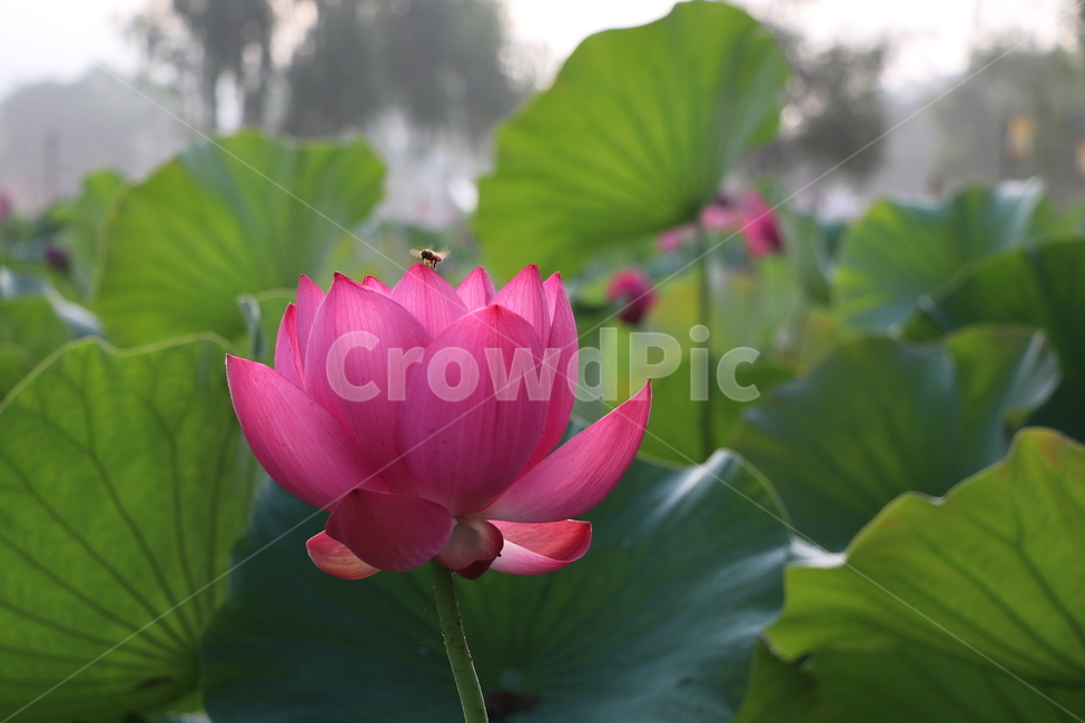 연꽃,여름,lotus,식물,농업,자연,근접촬영,무보정,부여,축제,홍련,연잎,핑크색,꽃잎,식자재,불교,연못,진흙,순결,청순,신성,연,여행지,벌,고귀한,식물,자연,plants,nature,꽃,flower