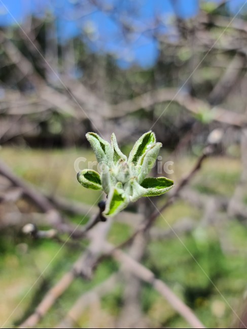 사과나무,새싹,꽃,식물,나무,공원,plant,bud,flower,blossom,sprout