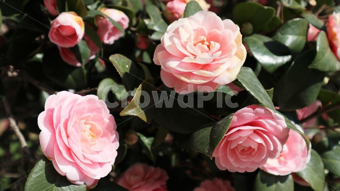 장미,꽃,장미꽃,식물,봄,plant,rose,flower,분홍색,pink,pinkflower,spring,blossom,동백꽃