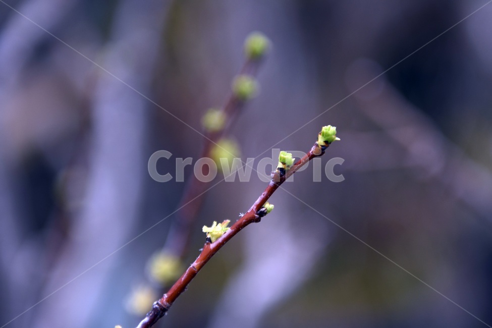 식물,꽃,감성사진,자연,flower,꽃사진,봄,봄꽃,계절,빗방울,비,감성,4월,spring,힐링,자연풍경,풍경,봄,계절,spring,season,식물,자연,plants,nature,sprout,새싹,bud,싹,blossom,plant