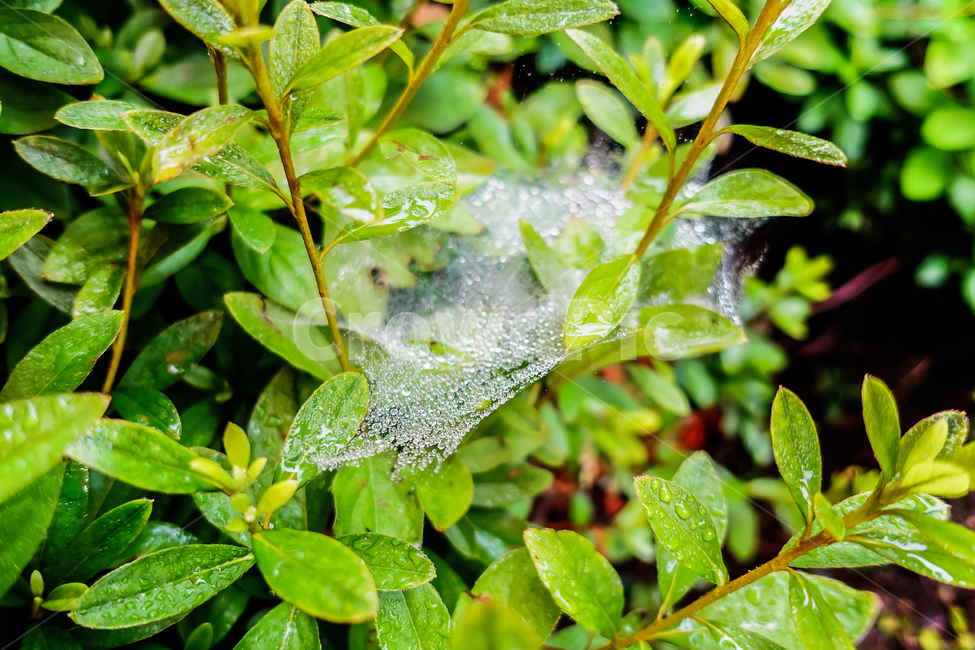 자연,거미줄,비,빗방울,풀,식물,rain,식물,자연,plants,nature,비,비오는날,rain,rainy