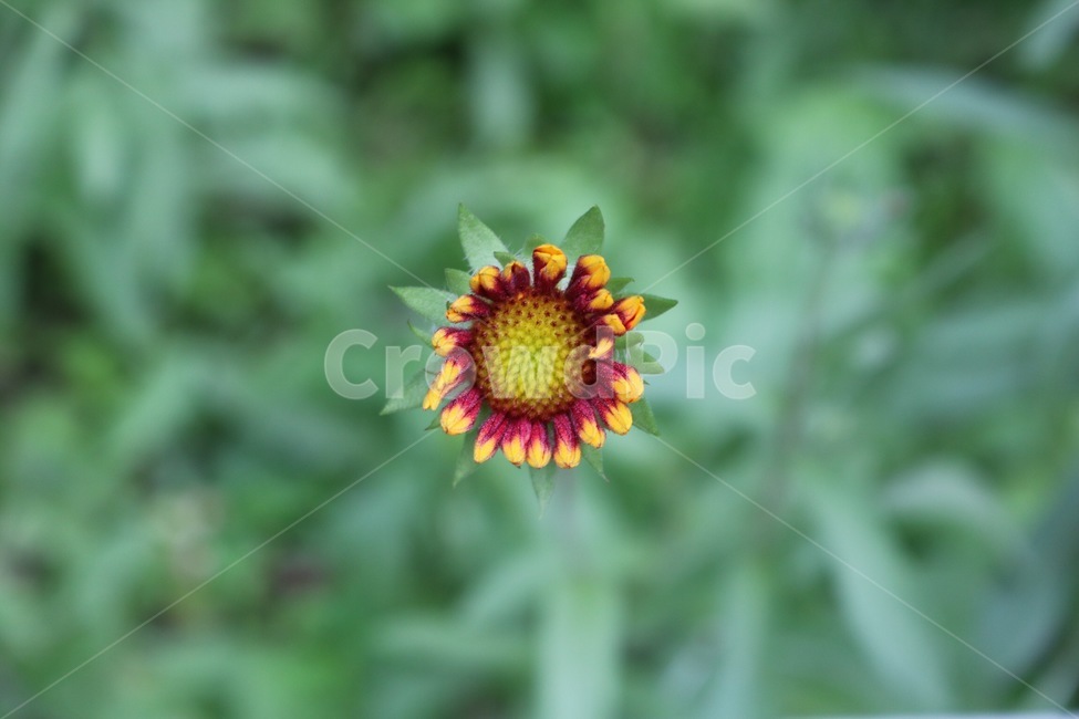 꽃,식물,자연,초록,노랑,flower,plants,nature,green,yellow,hana,shokubutsu,midori,kiiro,식물,자연,plants,nature,꽃,flower