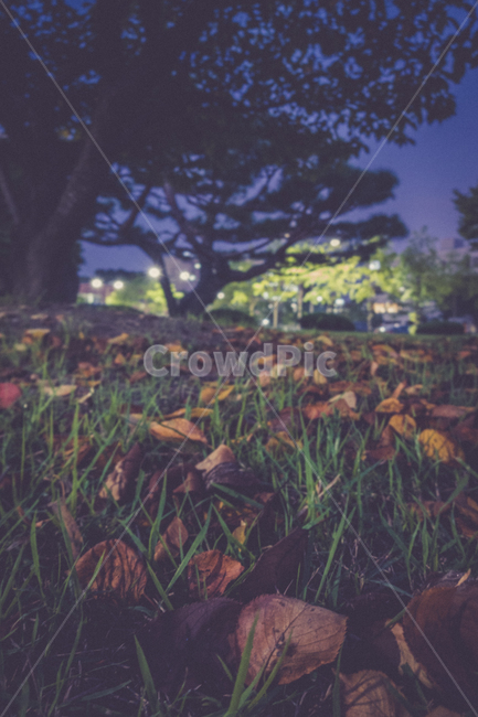 낙엽,가을,색감,밤,나무,감성,감성사진,색채,잎,식물,ground
