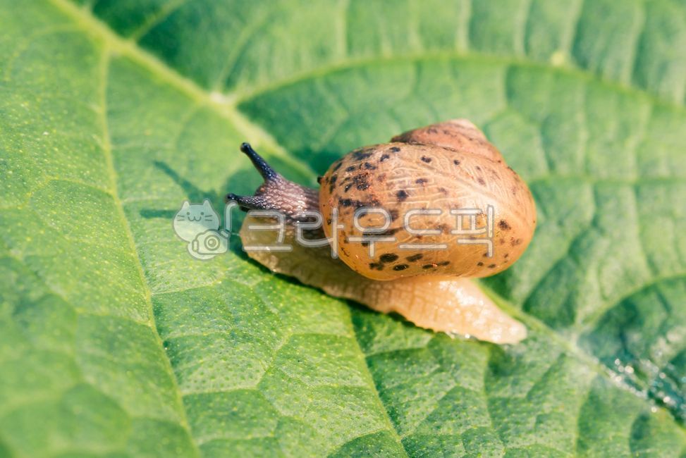 달팽이,클로즈업,껍질,더듬이,나뭇잎,잎맥,옥외,자연,초록색,매크로,갈색,leaf,잎,animal,동물,insect,곤충,invertebrate,무척추동물