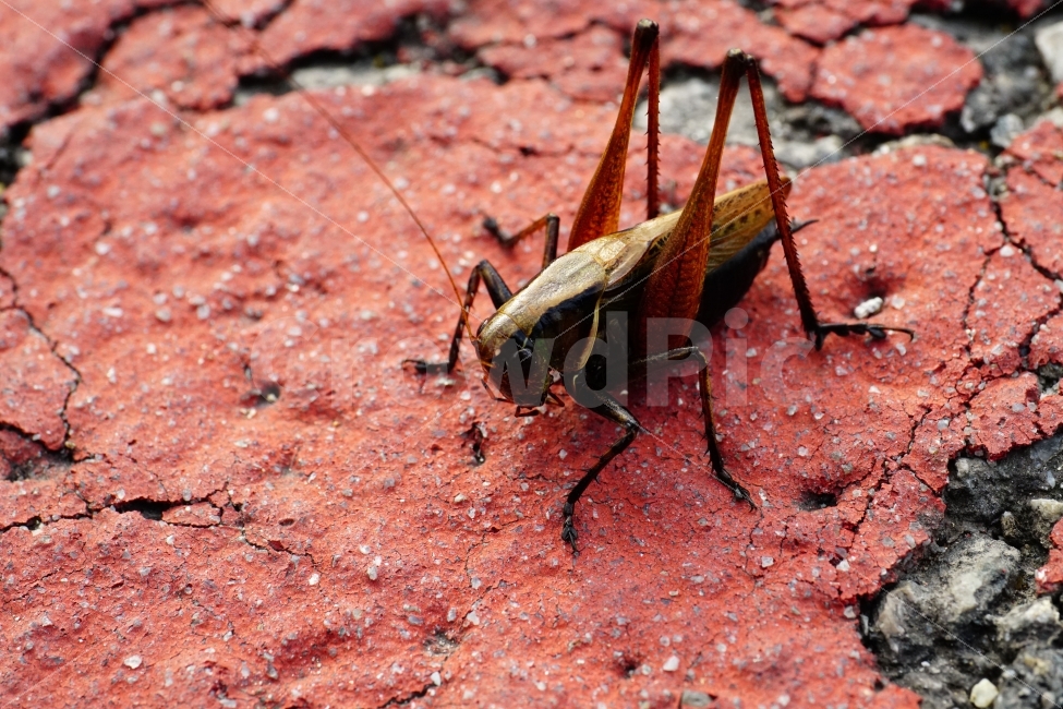 메뚜기,곤충,벌레,자연,동물,animal,insect,bug,nature,아스팔트,도로,땅,여름,grasshopper,locust,생명,생태,생태계,접사,마크로,macro,근접촬영,스냅,스냅사진,스넵,스넵사진,snap,snapshot,한국자연,한국의자연,풍경,landscape,동물,animal,곤충,벌레,insect,bug