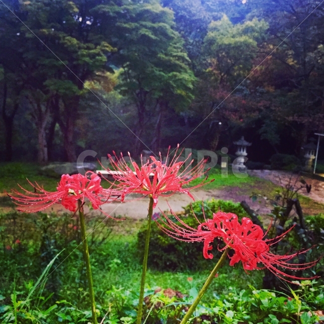 상사화,비온뒤,이슬,꽃,그리움,자연,식물,자연,plants,nature,꽃,flower