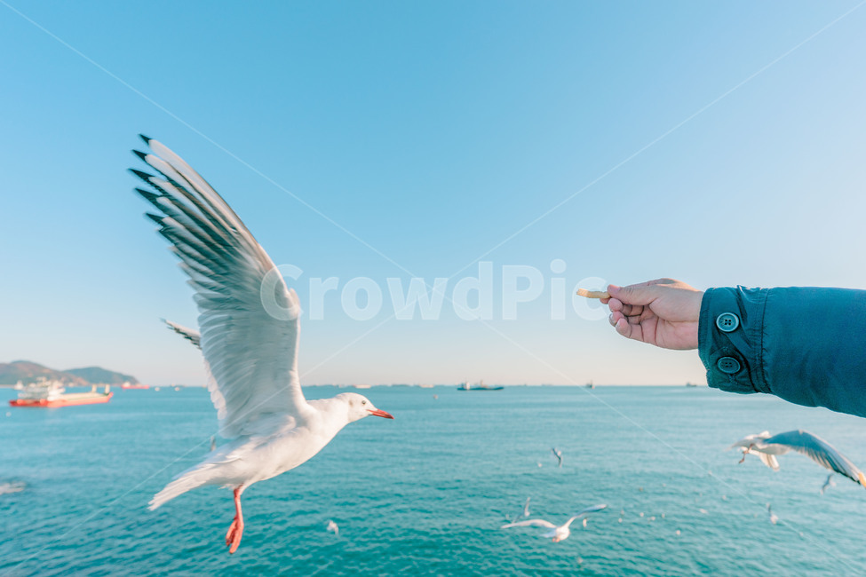 새,bird,seagull,갈매기,새우깡,송도,스카이워크,조류,새,birds