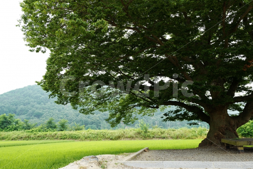 느티나무,나무,시골풍경,벼,농촌풍경,시골,마을,풍경,landscape,country,rural,town,식물,자연,plants,nature,나무,trees,wood