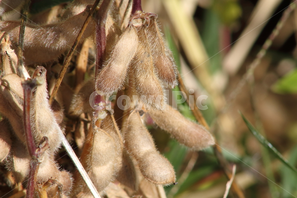 콩,메주콩,종자,농작물,soybean,식물,자연,plants,nature