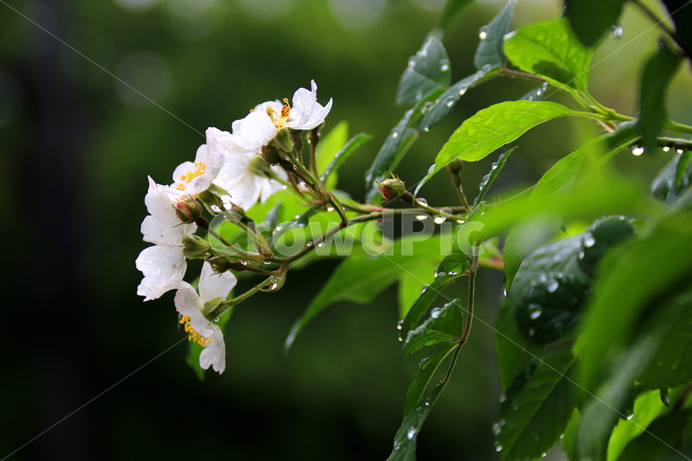 꽃,봄,식물,자연,봄비,봄,계절,spring,season,식물,자연,plants,nature,꽃,flower,plant