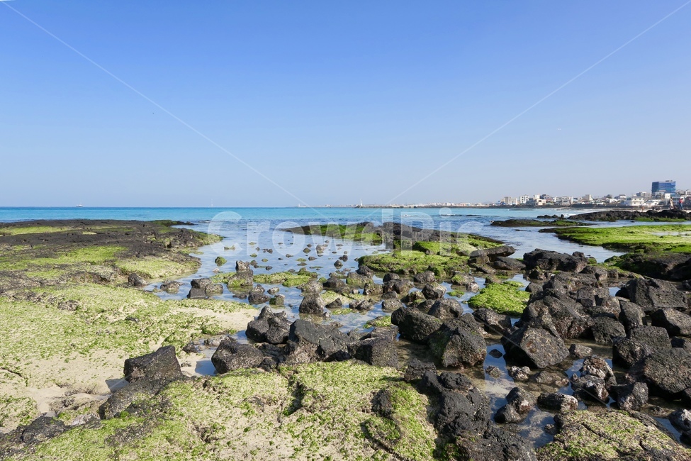 바다,파도,물,자연,풍경,표면,파랑,아쿠아,자연,풍경,nature,landscape,제주도,jeju,jeju island,plant,식물,algae,조류