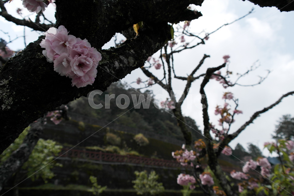 접사,꽃,식물,나무,봄꽃,벚꽃,자연,꽃봉오리,식물,자연,plants,nature,꽃,flower