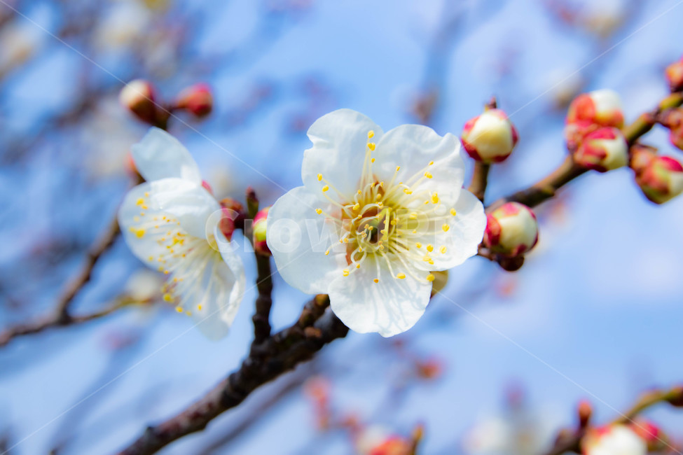 매화,매화꽃,파란하늘,구름,봄,꽃,봄,계절,spring,season,식물,자연,plants,nature,꽃,flower,plant