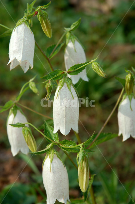 꽃,금강초롱,초롱꽃,종,벨,Korea,Gumkangbluebell,ellflower,식물,자연,plants,nature,꽃,flower