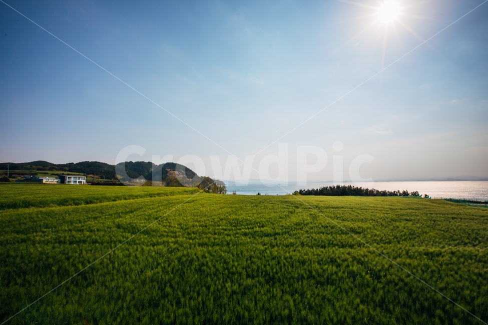 포항,청보리밭,풍경,청보리,바다,푸른하늘,여행,landscape,scenery,barley,travel,trip,korea,국내여행,자연,풍경,nature,landscape,시골,마을,country,rural,town,field,들,grassland,목초지,outdoors,옥외