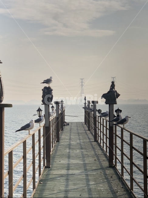 새,바다,다리,동물,갈매기,water,animal,bird,동물,animal,조류,새,birds